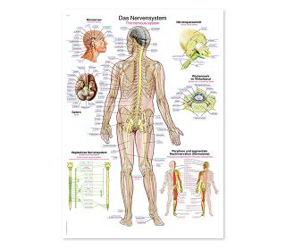 ŽIVČANI SUSTAV, ANATOMSKI POSTER, 50 × 70 cm, plastificirani