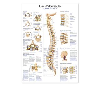 KRALJEŽNICA, ANATOMSKI POSTER, 50 × 70 cm, plastificirani