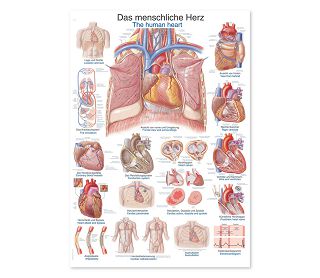 LJUDSKO SRCE, ANATOMSKI POSTER, 50 × 70 cm, plastificirani