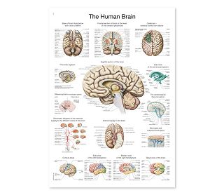 LJUDSKI MOZAK, ANATOMSKI POSTER, 50 × 70 cm, plastificirani