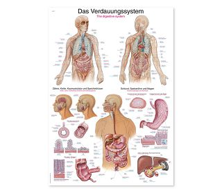 PROBAVNI SUSTAV, ANATOMSKI POSTER, 50 × 70 cm, plastificirani