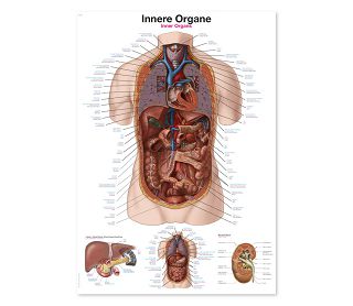 UNUTARNJI ORGANI, ANATOMSKI POSTER, 50 × 70 cm, plastificirani