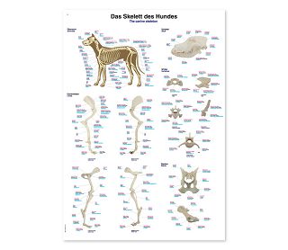 PSEĆI KOSTUR, ANATOMSKI POSTER, 50 × 70 cm, plastificirani