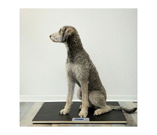 digitalna-veterinarska-vaga-800-x-600-x-35mm-100-kg-30669-ade-mv304600_9270.jpg