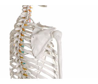 kostur-oscar-prirodna-velicina-180-cm-ez2960_10.jpg