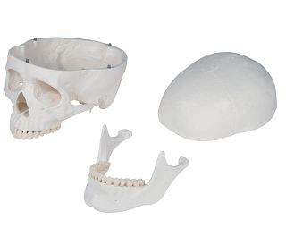 kostur-oscar-prirodna-velicina-180-cm-ez2960_12.jpg