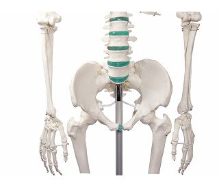 kostur-oscar-prirodna-velicina-180-cm-ez2960_2.jpg