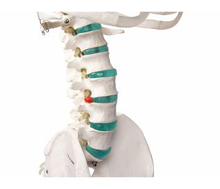 kostur-oscar-prirodna-velicina-180-cm-ez2960_3.jpg