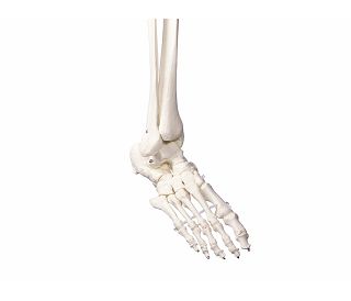 kostur-oscar-prirodna-velicina-180-cm-ez2960_4.jpg