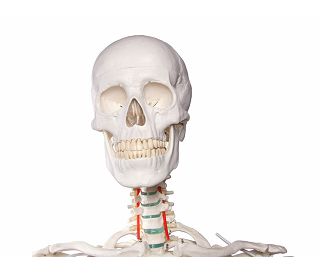 kostur-oscar-prirodna-velicina-180-cm-ez2960_5.jpg