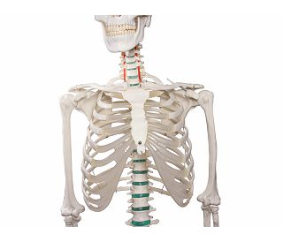 kostur-oscar-prirodna-velicina-180-cm-ez2960_6.jpg