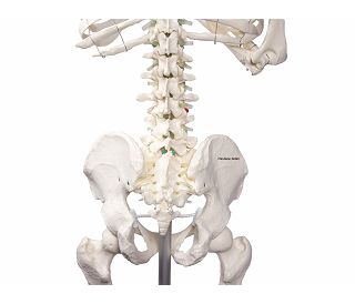 kostur-oscar-prirodna-velicina-180-cm-ez2960_7.jpg