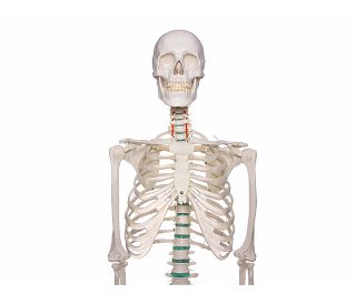 kostur-oscar-prirodna-velicina-180-cm-ez2960_8.jpg
