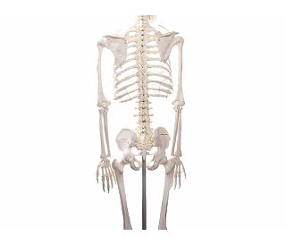 kostur-oscar-prirodna-velicina-180-cm-ez2960_9.jpg