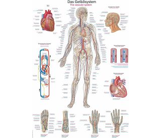 KRVOŽILNI SUSTAV, ANATOMSKI POSTER, 50 × 70 cm, plastificirani