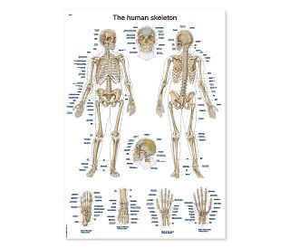 LJUDSKI KOSTUR, ANATOMSKI POSTER, 100 × 70 cm, plastificirani