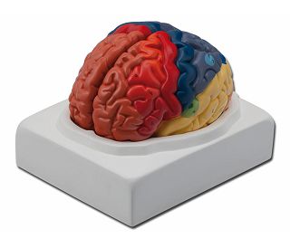 model-mozga-40021_1.jpg