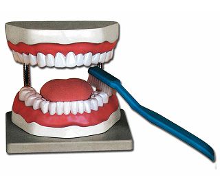 MODEL ZA ORALNU HIGIJENU, NA POSTOLJU - UVEĆAN 3×