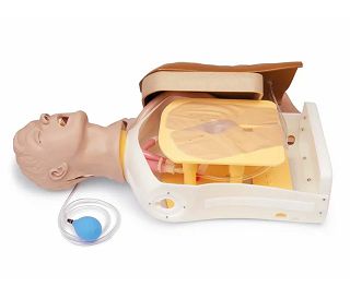 napredni-model-glave-vrata-i-torza-airway-larry-za-vjezbe-in-30596-lt-r10191_9740.jpg