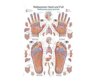 REFLEKSOLOGIJA ŠAKE I STOPALA, ANATOMSKI POSTER, 50 X 70 cm, plastificirani
