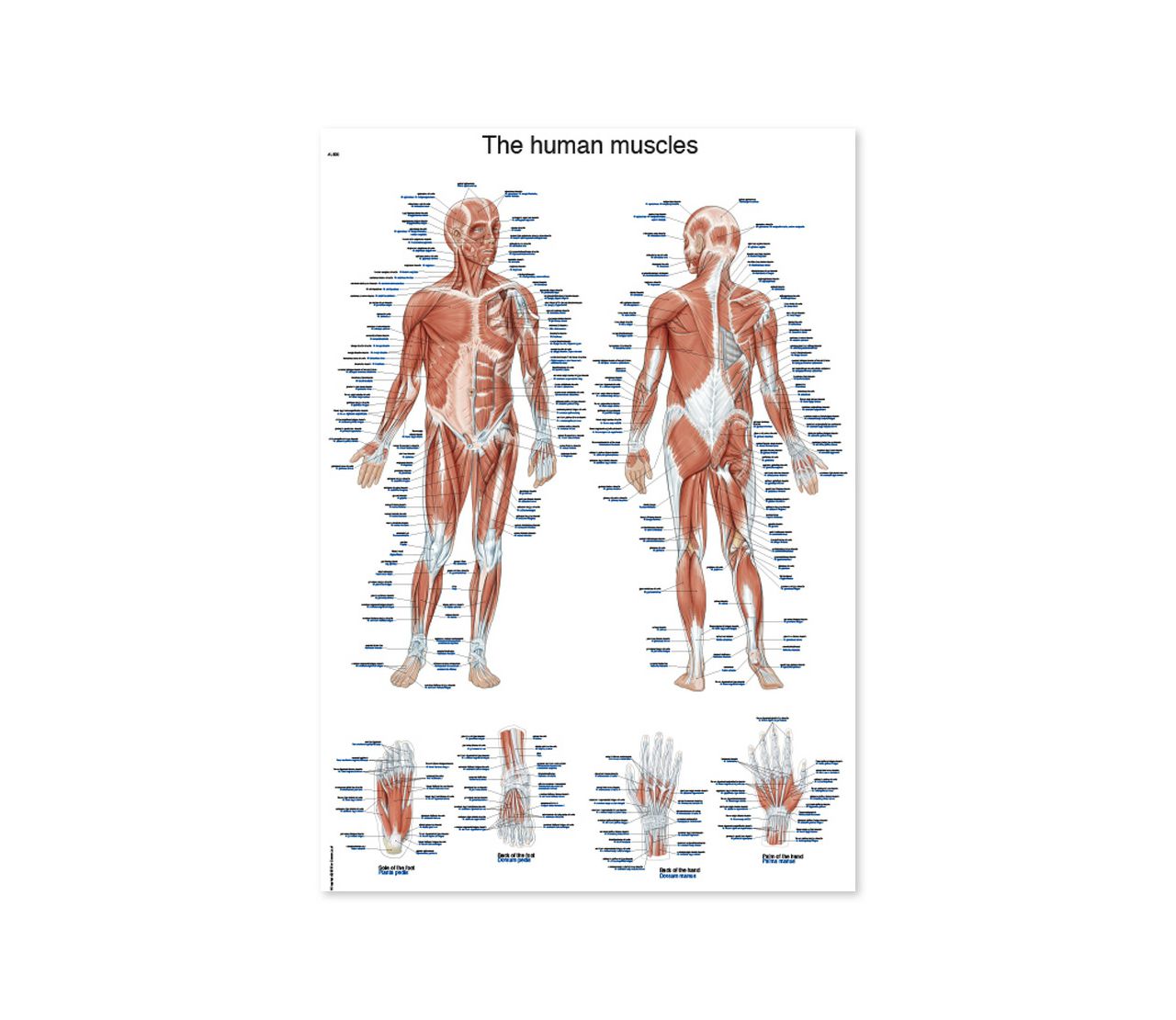 MIŠIĆNI SUSTAV, ANATOMSKI POSTER, 50 × 70 cm, plastificirani