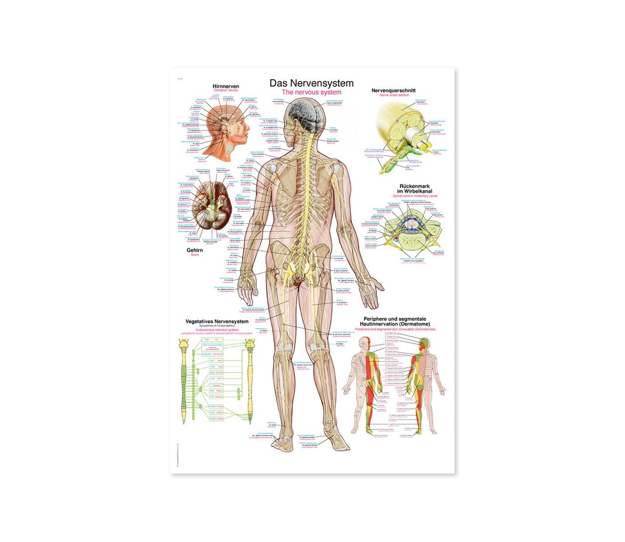 ŽIVČANI SUSTAV, ANATOMSKI POSTER, 50 × 70 cm, plastificirani