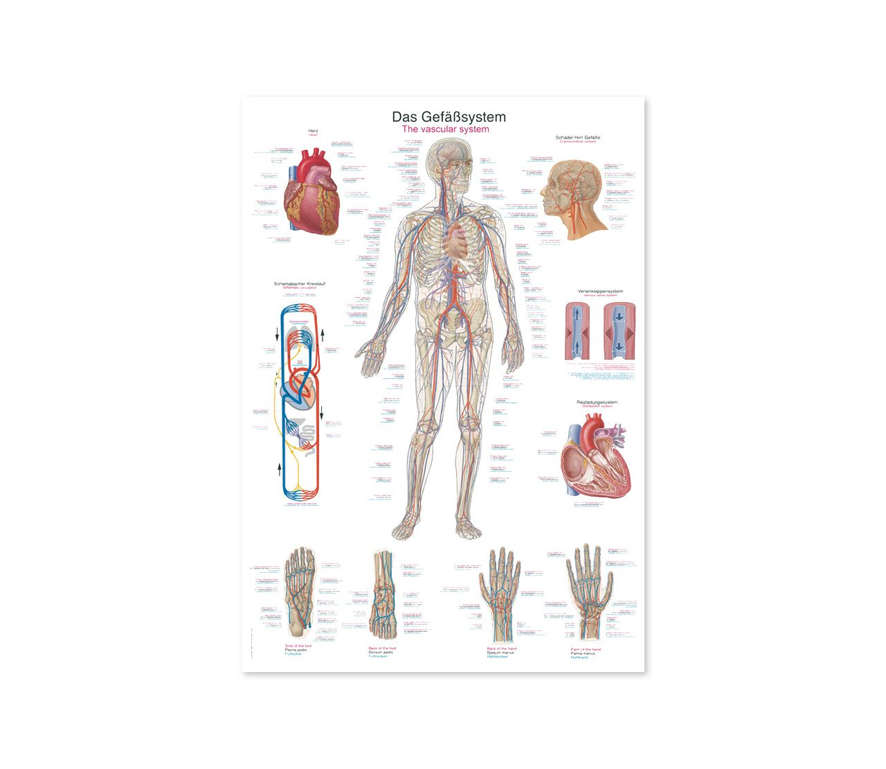 KRVOŽILNI SUSTAV, ANATOMSKI POSTER, 50 × 70 cm, plastificirani