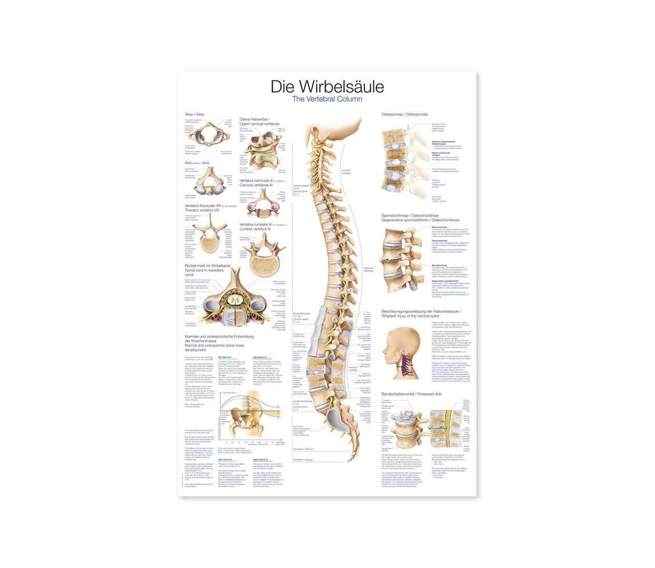 KRALJEŽNICA, ANATOMSKI POSTER, 50 × 70 cm, plastificirani