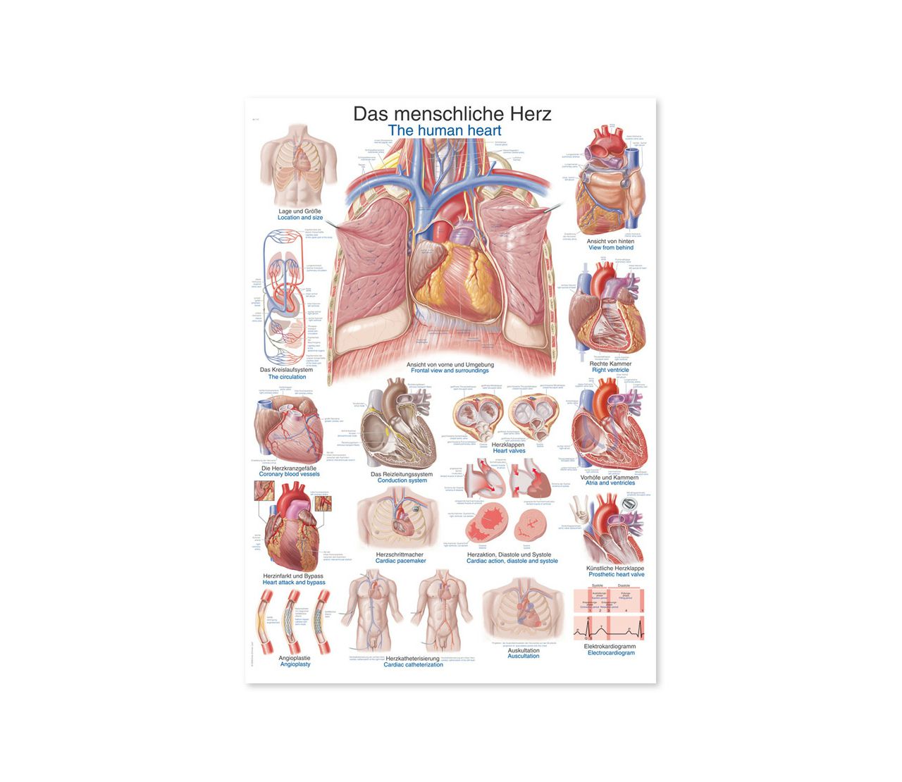 LJUDSKO SRCE, ANATOMSKI POSTER, 50 × 70 cm, plastificirani