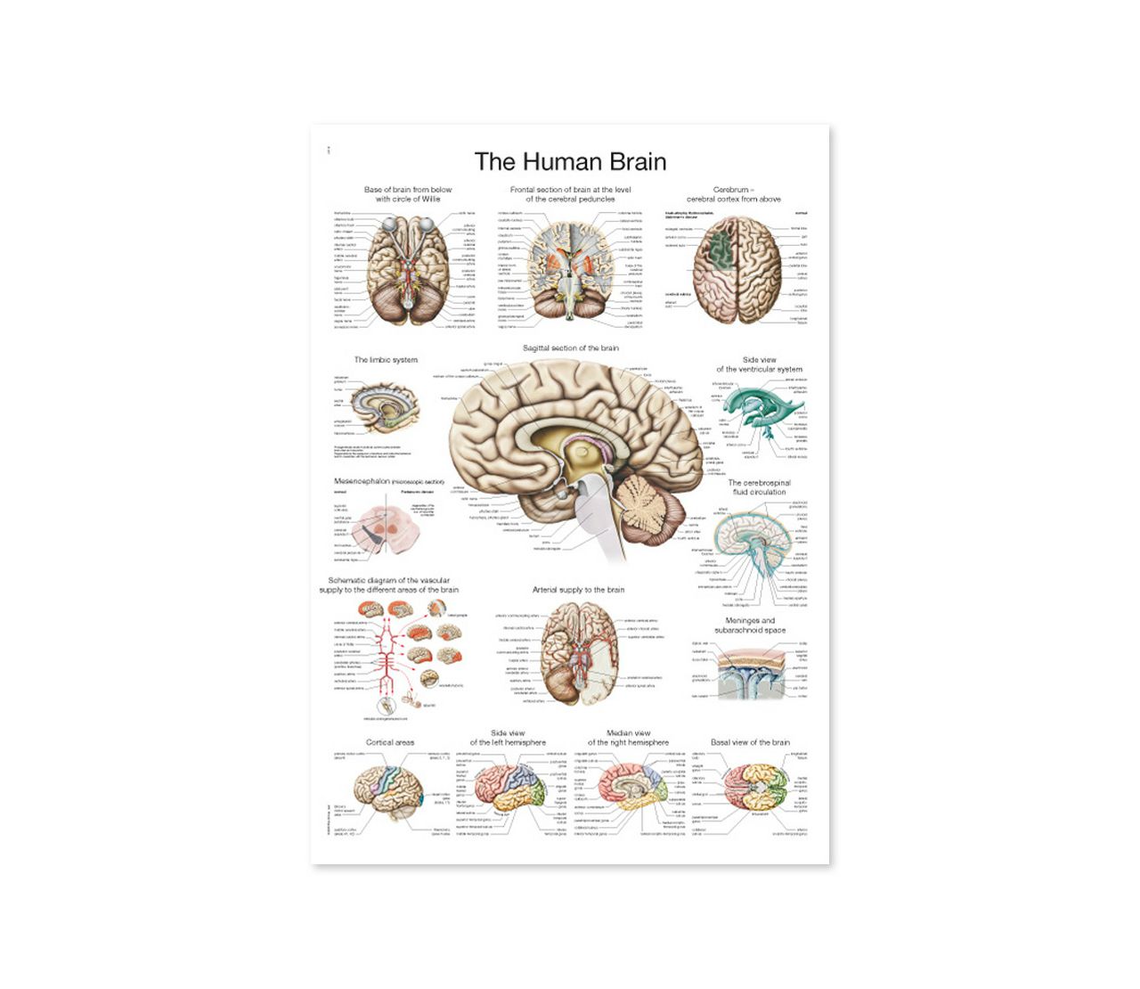 LJUDSKI MOZAK, ANATOMSKI POSTER, 50 × 70 cm, plastificirani