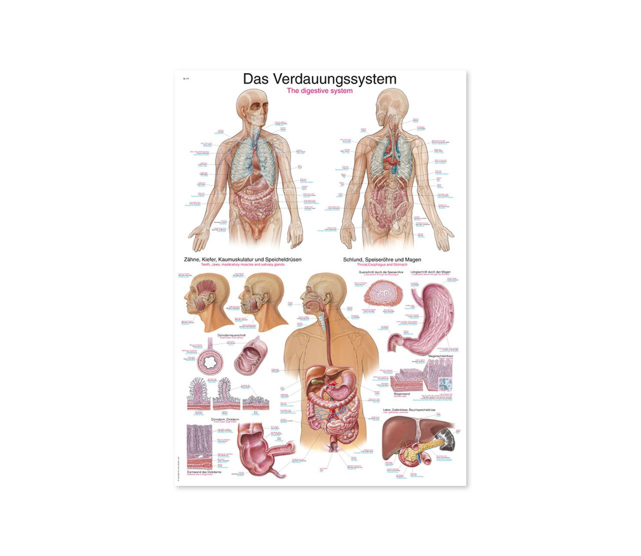 PROBAVNI SUSTAV, ANATOMSKI POSTER, 50 × 70 cm, plastificirani