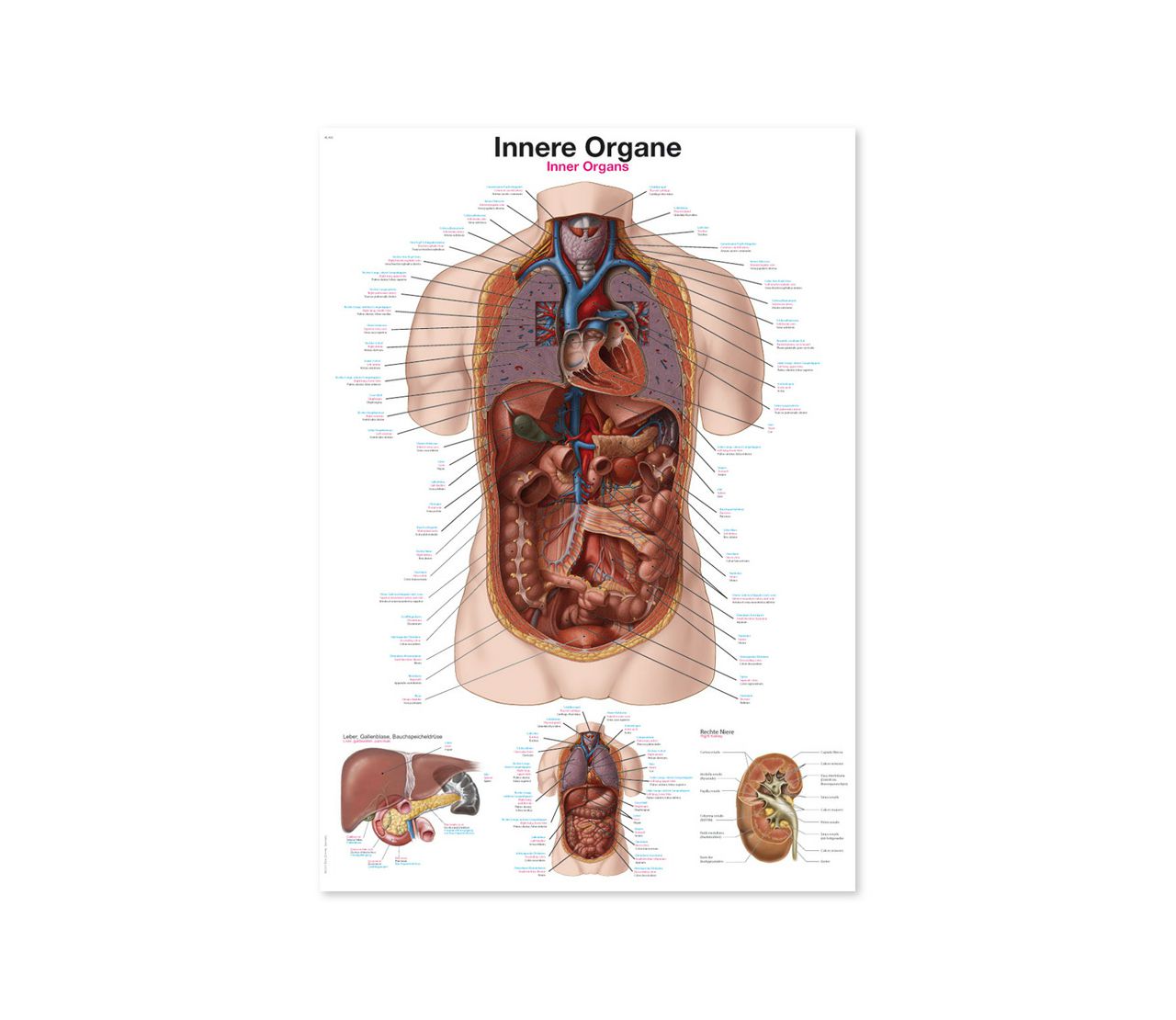 UNUTARNJI ORGANI, ANATOMSKI POSTER, 50 × 70 cm, plastificirani