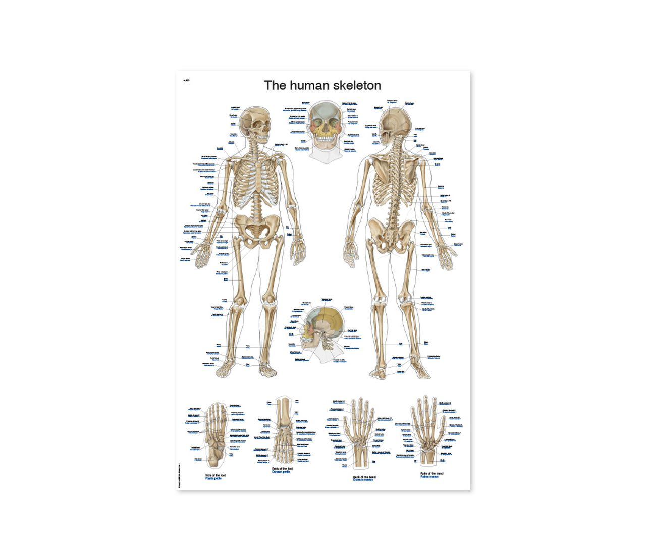 LJUDSKI KOSTUR, ANATOMSKI POSTER, 50 × 70 cm, plastificirani