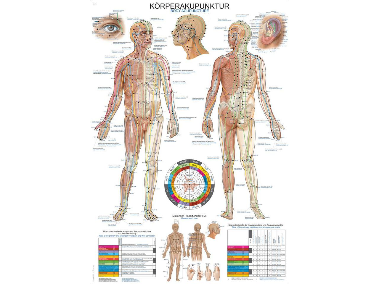 ANATOMSKI POSTER – AKUPUNKTURNE TOČKE NA TIJELU