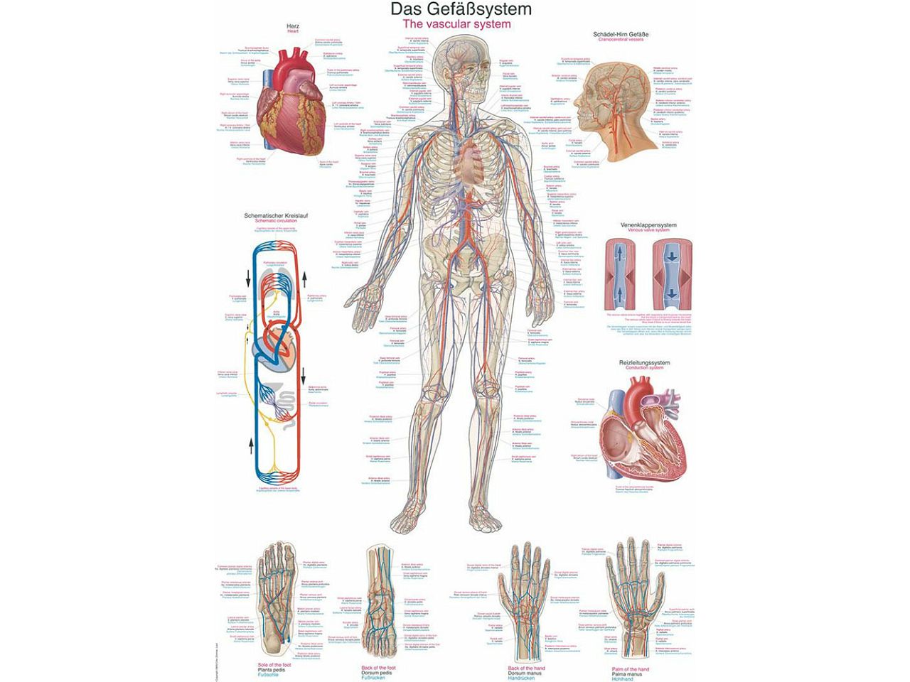 KRVOŽILNI SUSTAV, ANATOMSKI POSTER, 50 × 70 cm, plastificirani