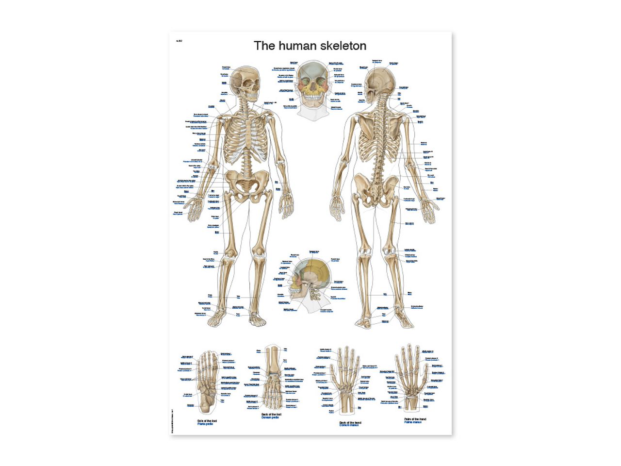 LJUDSKI KOSTUR, ANATOMSKI POSTER, 100 × 70 cm, plastificirani