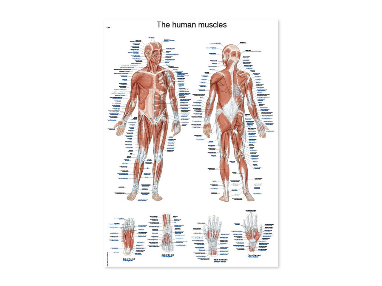 MIŠIĆNI SUSTAV, ANATOMSKI POSTER, 100 × 70 cm, plastificirani